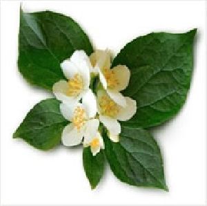 Neroli Oil