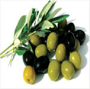 Olive Oil