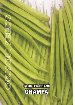 Cluster Beans