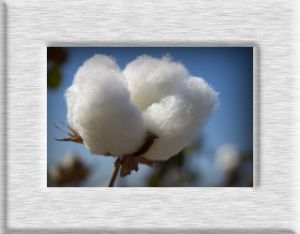 indian cotton