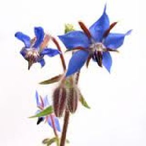 Borage Oil