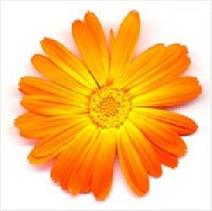 calendula herbal oil