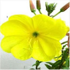 Evening Primrose Oil