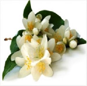 Jasmine Grandiflorum Absolute