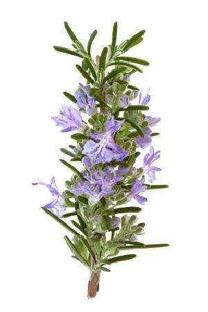 Rosemary Oil