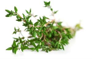 Thyme Oil