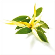 Ylang Ylang Oil