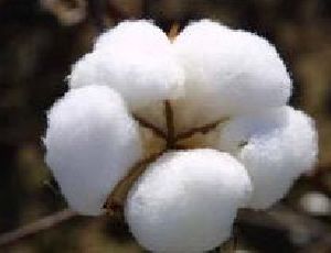 Raw Cotton