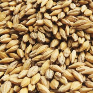 Barley Seeds