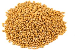 Yellow Mustard Seed