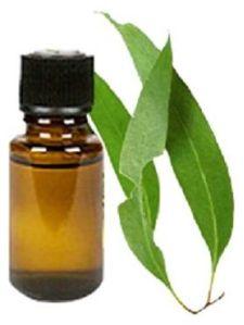 Eucalyptus Oil