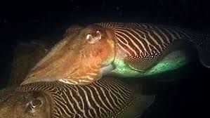 Cuttle Fish