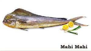 Fresh Mahi Mahi Fish