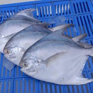 Silver Pomfret