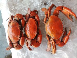 Cooked Red Live Mud Crab