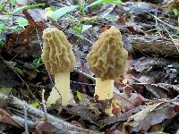 Mushroom wild morals (kilf quality )