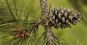 Pine Bark Extract