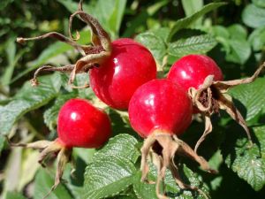 ROSEHIP EXTRACT