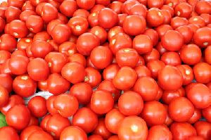 Fresh Tomato