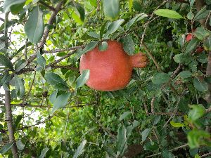 Pomegranate