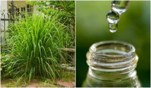 Citronella Oil