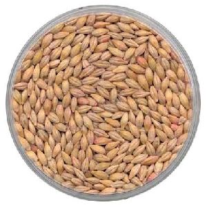 Barley Seeds