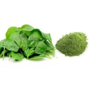 palak powder