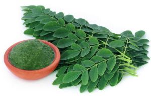 Fresh Moringa Leaves