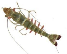 Black Tiger Shrimp Seed