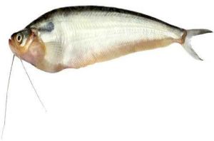 Pabda fish seed