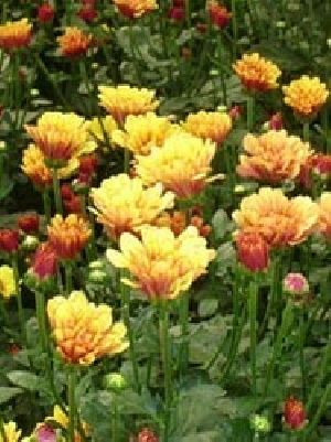 Britz Yellow Chrysanthemum Flower