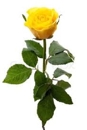 Solar Yellow Rose Flower