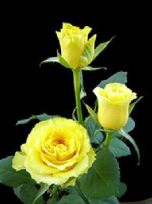 Sphinx Yellow Rose