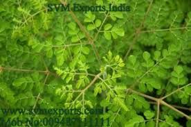 Moringa Tea Cut Leaves