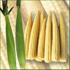 baby corn seed