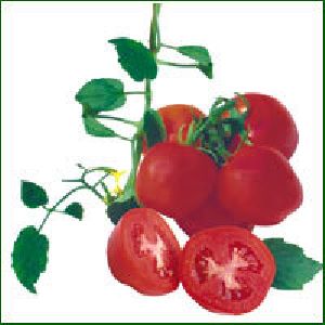 Tomato Seed