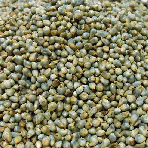 Bajra Seeds