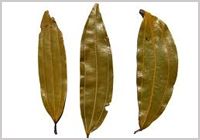 Bay Leaf