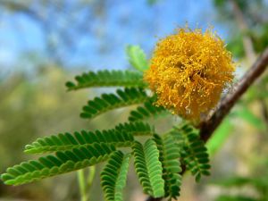 Acacia farnesiana