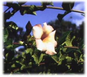 Allamanda cathartica