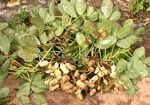 Arachis hypogea