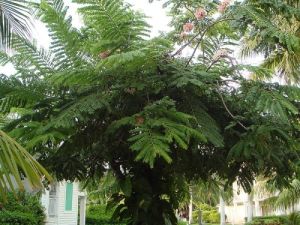 Cassia Javanica