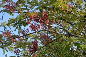 Cassia roxburghii