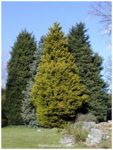 Cupressus macrocarpa