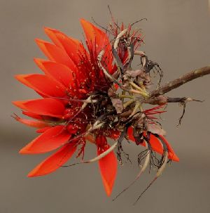 erythrina indica