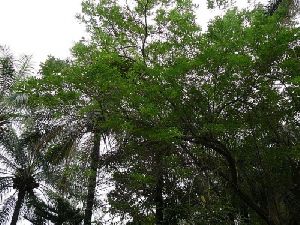 Gliricidia sepium Tree Seed