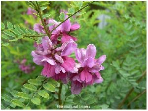 Indigofera Tinctoria