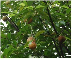 Myristica Fragrans