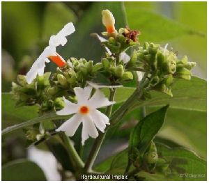 Nyctanthes Arbortristis