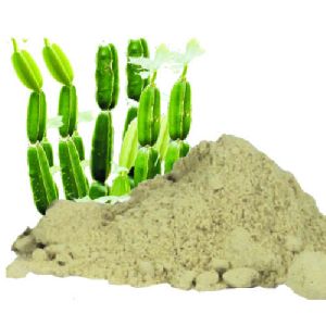 Cissus Extract